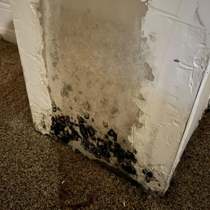 Professional Mold Removal in Pleasant View, UT
